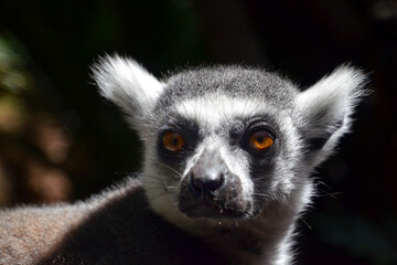 lemur catta portrait