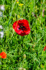red poppy in the field