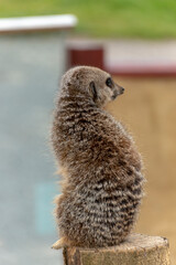 Meerkats