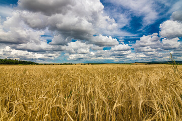 A wheat field with a blue sky and white clouds