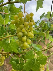 grapes on vine