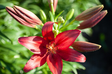  flower red lily on a background of green bushes close-up
