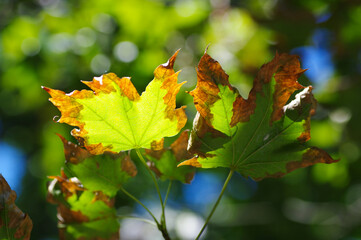 yellow maple leaves