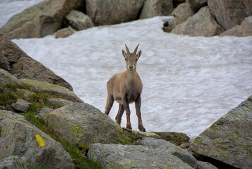 Chamois in front of the Mont Blanc