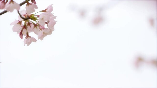 日本の春 咲き始めのソメイヨシノ アップ