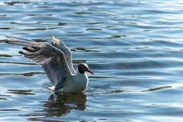 Seagull