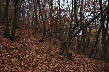 autumn landscape in the forest. bright sunbeams in vibrant colors