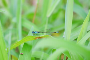 アオモンイトトンボ