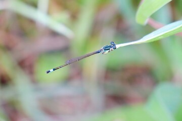 アオモンイトトンボ