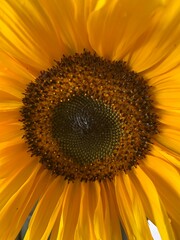 Obraz premium sunflower close up