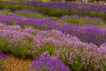 Lines of purple hue lavenders in a summer border in the village of Heacham, Norfolk, UK
