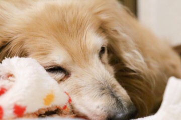 眠る18歳の老犬　ミニチュアダックスフント