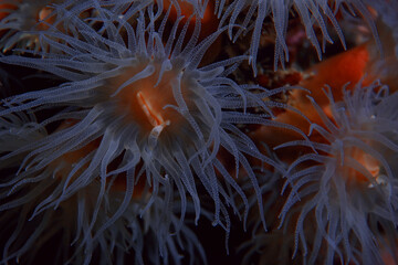 coral reef macro / texture, abstract marine ecosystem background on a coral reef