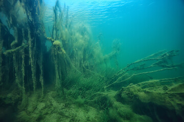 Fototapeta na wymiar swamp underwater landscape abstract / sunken trees and algae in clear water, ecology underwater world