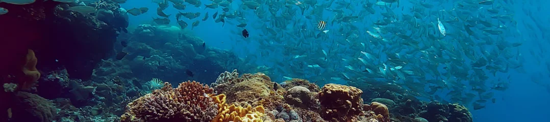 Gordijnen coral reef underwater / lagoon with corals, underwater landscape, snorkeling trip © kichigin19