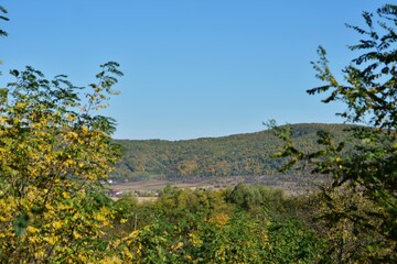 autumn landscape in the forest. bright sunbeams in vibrant colors