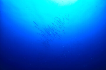 under water ocean / landscape underwater world, scene blue idyll nature