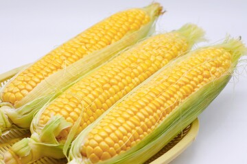 収穫したとうもろこし