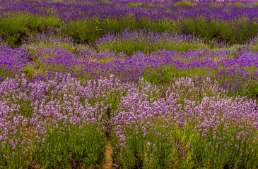 Naklejka premium Lines of progressively darker hue purple lavenders in the village of Heacham, Norfolk, UK