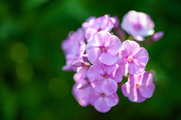  purple phlox flower on a background of green bushes close-up