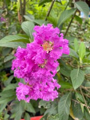 Lagerstroemia speciosa flower in nature garden