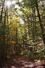 Fototapeta na wymiar autumn landscape in the forest. bright sunbeams in vibrant colors