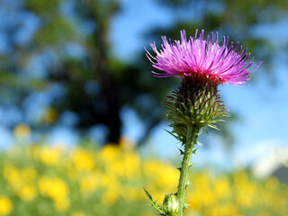 a flowering plant called thistle, which is part of the plant species sown as flower meadows in the...