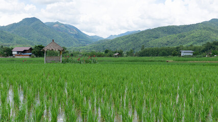 Fototapeta na wymiar rice field in the mountains