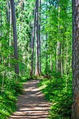 A path among centuries-old larches. Lindulovskaya larch grove. Vyborg district. Leningrad region. Russia