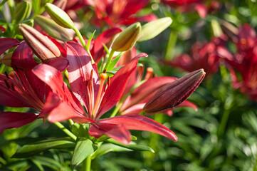  flower red lily on a background of green bushes close-up