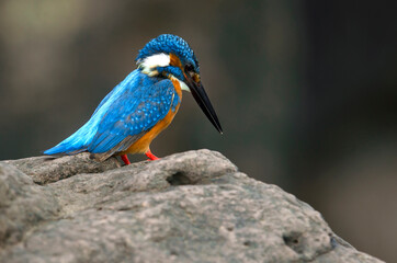 Common king fisher