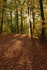 autumn landscape in the forest. bright sunbeams in vibrant colors