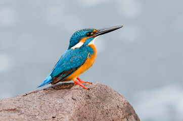 Common king fisher
