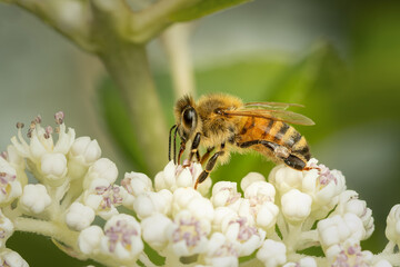 Small bee collecting pollen on some white flowers