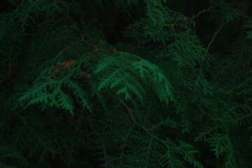 abstract green background with space