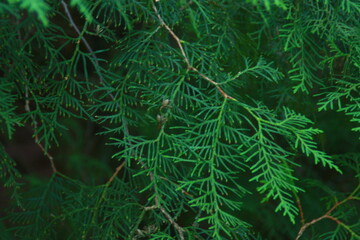 green pine needles