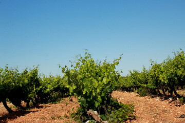 Fototapeta na wymiar Vignoble de Provence au pieds de la Montagne Sainte Victoire
