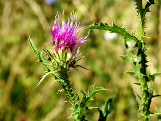 a flowering plant called thistle, which is part of the plant species sown as flower meadows in the city of Białystok in Podlasie in Poland