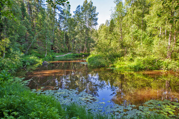 Roshinka River (Lindulovka). Lindulovskaya larch grove. Vyborg district. Leningrad region. Russia