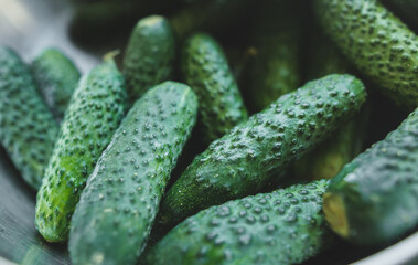 green cucumbers close up photo