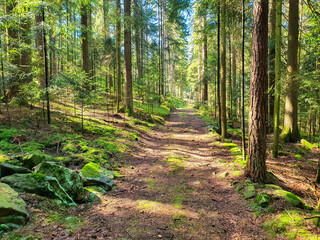 Romantic hiking trail through the fir forest, bavarian forest, germany