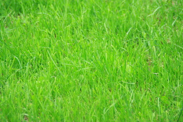 green grass texture