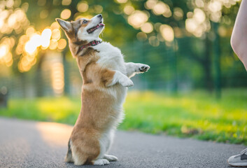 dog corgi sitting on his hind legs, doing a trick and training with the owner, in the park 