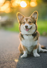 welsh corgi pembroke sable dog portrait on a sunny day in the summer in the park