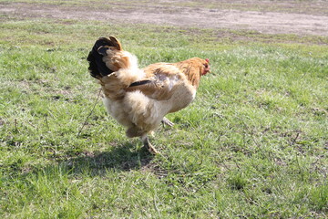 two dogs on the grass