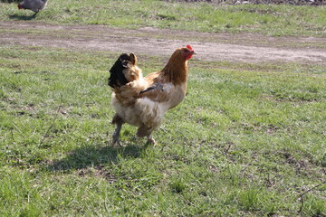 free range chicken