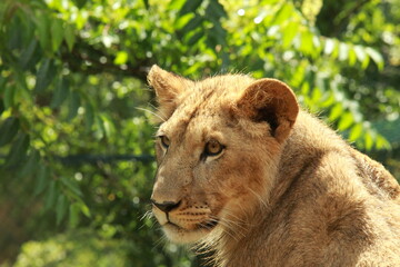 Jeune lion en captivité