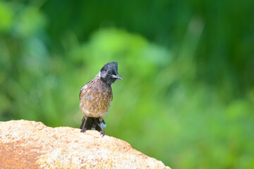 Red-vented bulbul bird sitting on rock alone