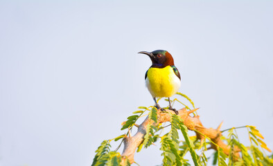 Purple sunbird on top of the perch