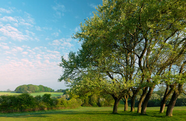 English countryside with trees bursting into leaf in speing. Beverley, UK.